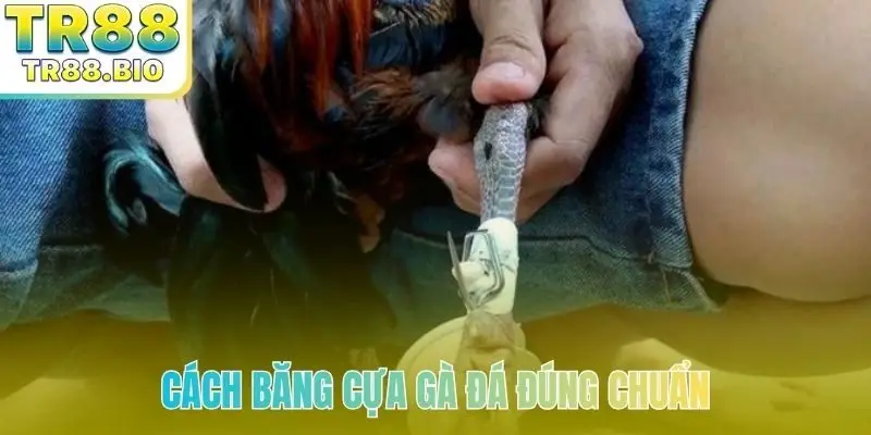 Cách băng cựa gà đá đúng chuẩn