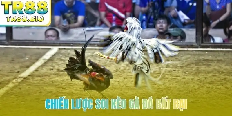 Chiến lược soi kèo gà đá bất bại