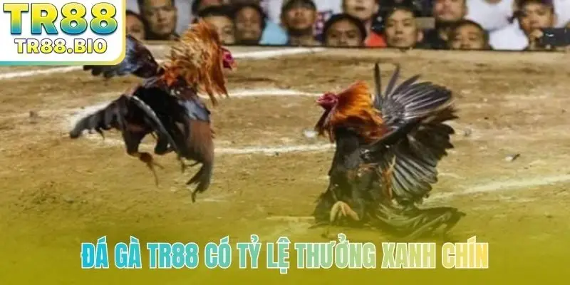 Đá gà TR88 có tỷ lệ thưởng xanh chín