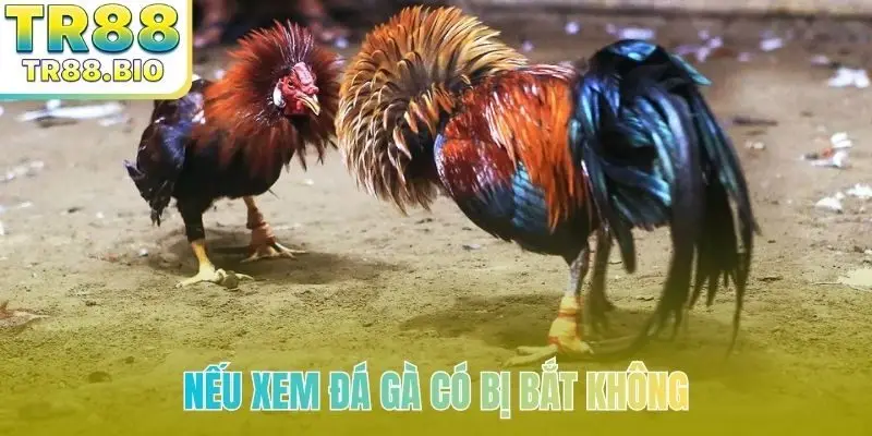 Nếu xem đá gà có bị bắt không